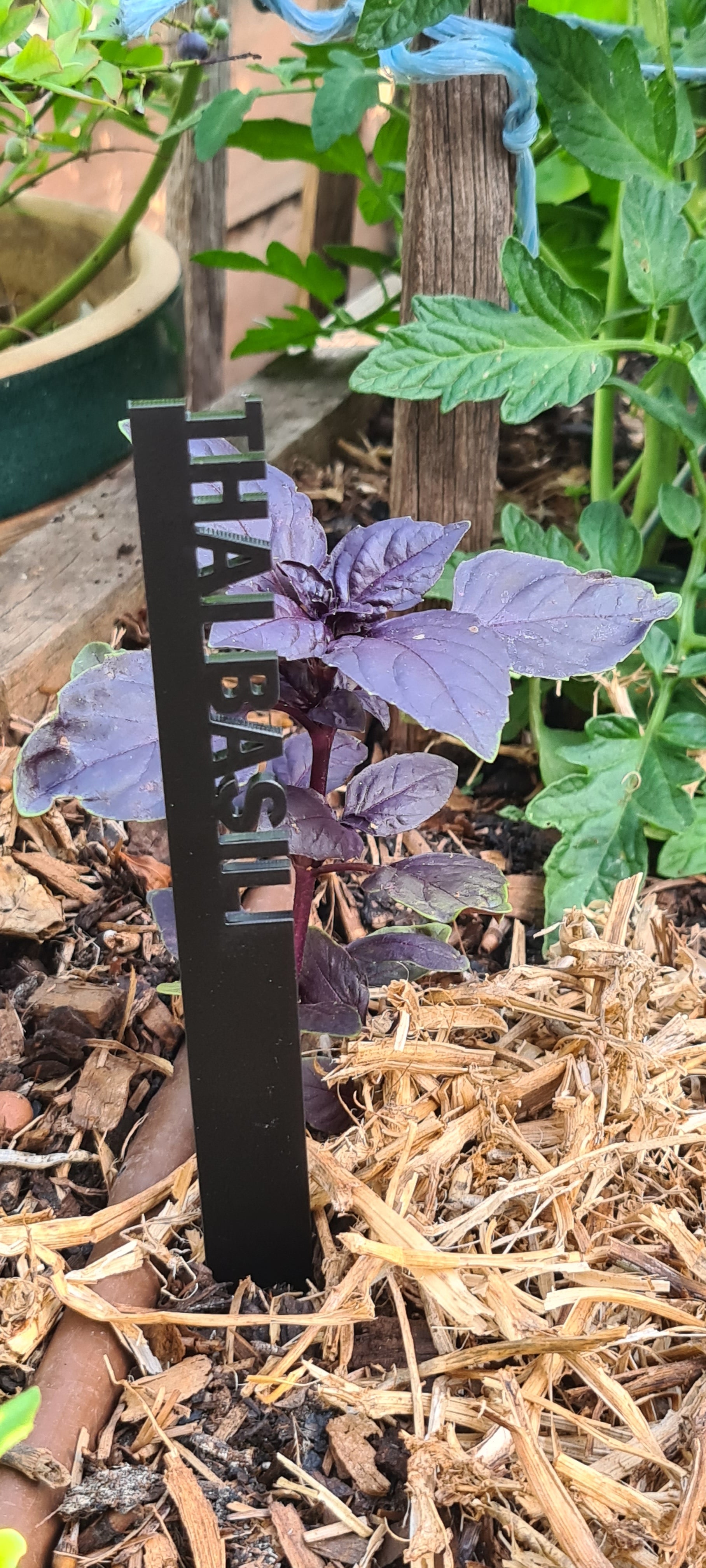 Black acrylic, laser cut seedling identification stake - Thai Basil.