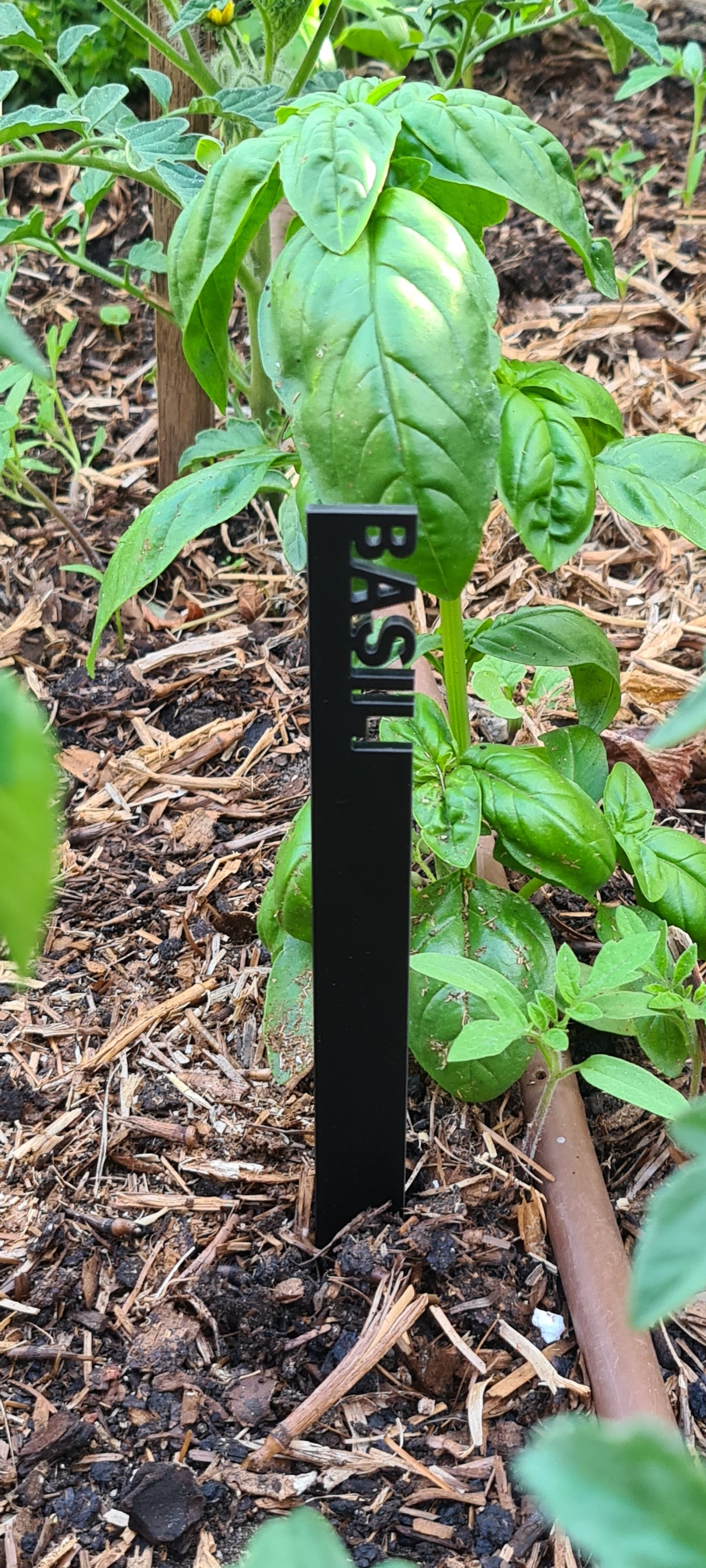 Black acrylic, laser cut seedling identification stake - Basil.