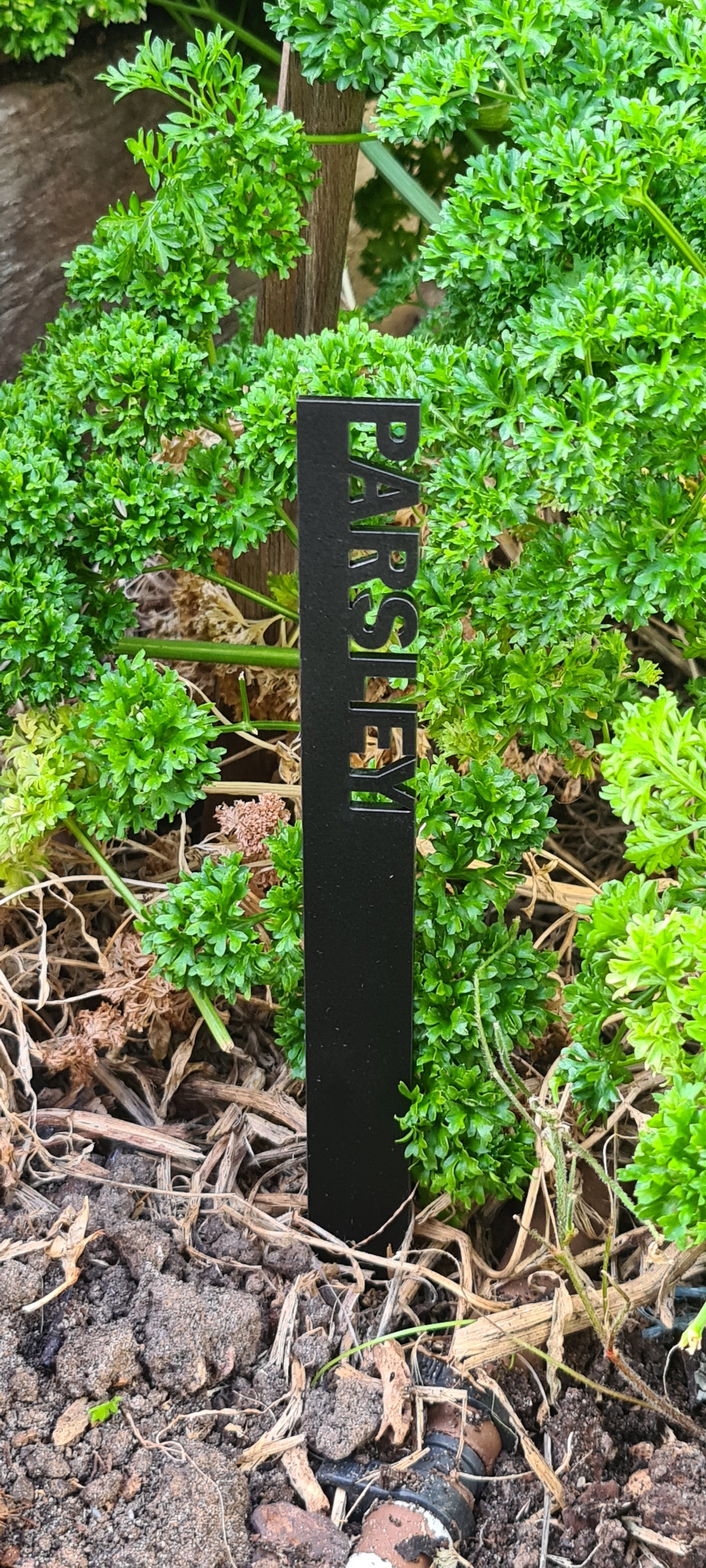 Black acrylic, laser cut seedling identification stake - Parsley..