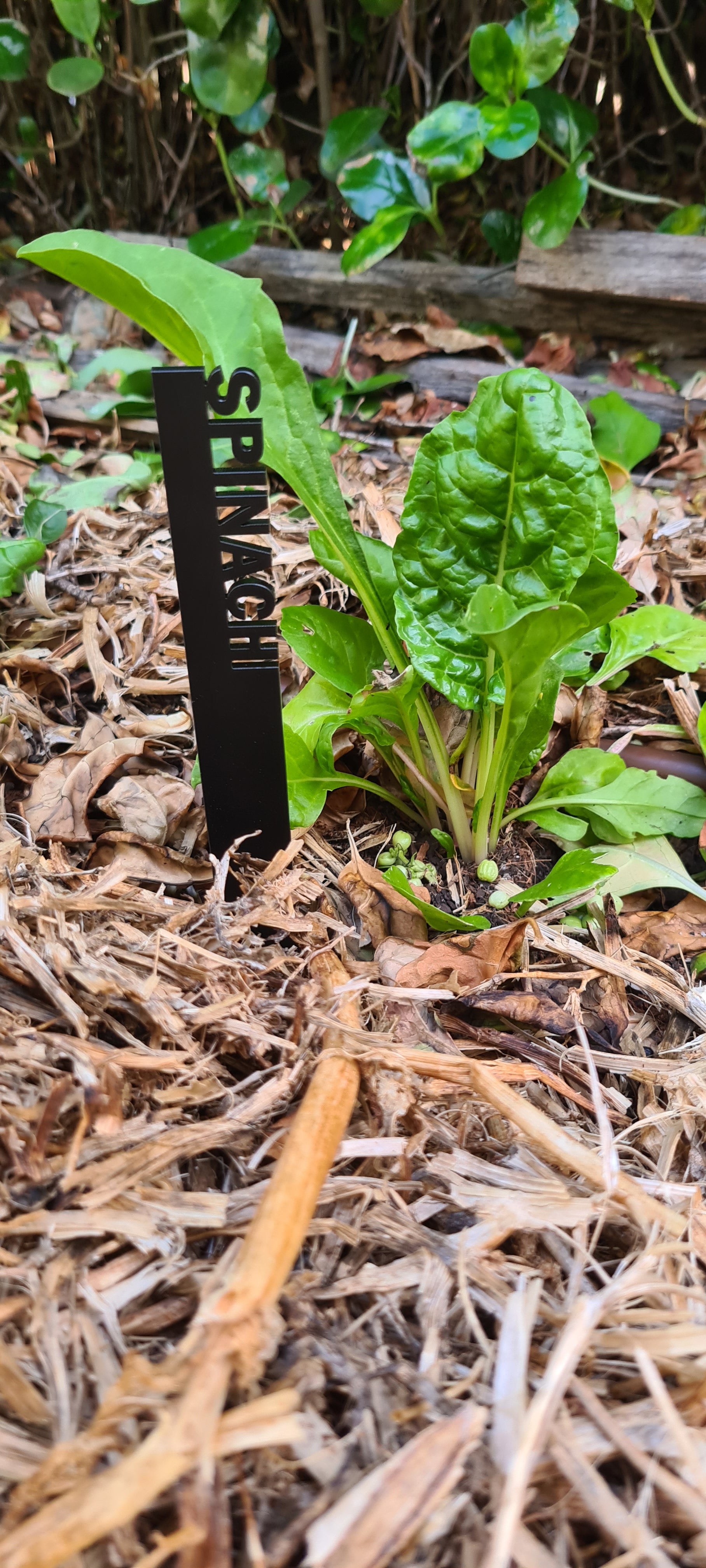Black acrylic, laser cut seedling identification stake - Spinach.